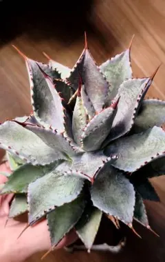 Agave / Purple thunder 紫電 Agave / Purple thunder 紫電 - メルカリ