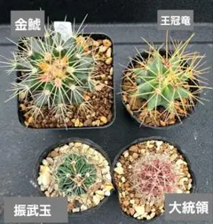 じぇむ様 リクエスト 2点 まとめ商品