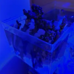 2026年最新】ライブロック 海水魚の人気アイテム - メルカリ