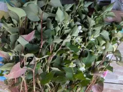 農薬不使用ドクダミ 花 茎 葉 ネコポスいっぱい 50本位のサムネイル