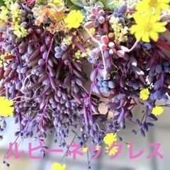 ルビーネックレス　カット苗　多肉植物