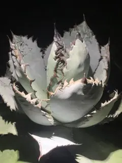 2026年最新】アガベ チタノタブルーの人気アイテム - メルカリ