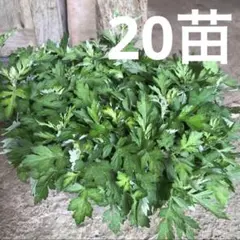 沖縄県産 よもぎ苗 30苗 - メルカリ