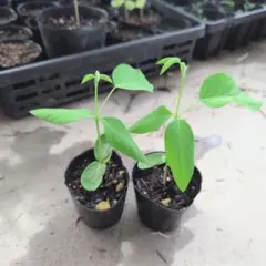 バタフライピー　2苗のサムネイル