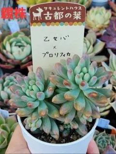 多肉植物　乙女心×プロリフィカ　抜き苗➀