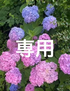 オーダー専用】アジサイ ドライフラワー 第3期 青緑〜緑青〜黄緑〜紫