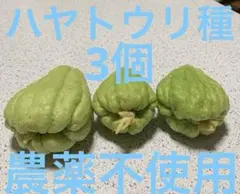 2026年最新】ハヤトウリ 種の人気アイテム - メルカリ