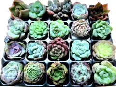 多肉植物　多肉弁当　多肉輸入苗　多肉寄せ植え　多肉カット苗　多肉詰め合せ　セット