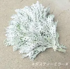 シロタエギク　ダスティーミラー　シルバーリーフ　ドライフラワー　スワッグ　花材