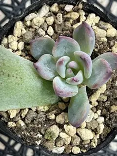 2025年最新】ラウリンゼ ざわわの人気アイテム - メルカリ