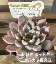 紺霞　札付きポットごとメルカリ便ファームパルクさん苗 紺霞 札付きポットごとメルカリ便ファームパルクさん苗 2025年最新