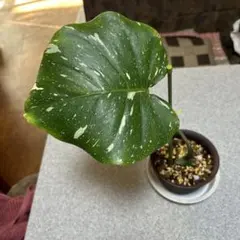 山野草 斑入り ウンゼンカンアオイ 銀散葉 - メルカリ