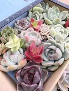 多肉植物 カット苗 アエオニウム 15種 1セットのみ - メルカリ