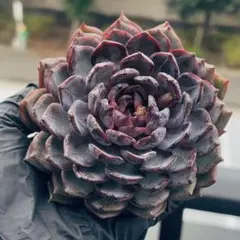 新入荷　藍色妖姫　大単頭　多肉植物　エケベリア