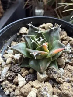 ガクっち様 リクエスト 2点 まとめ商品