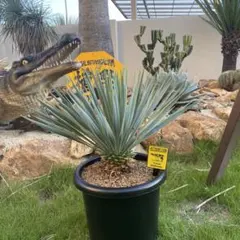 2026年最新】ハイブリッドロストラータの人気アイテム - メルカリ