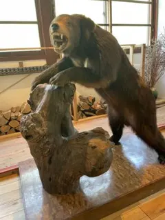 ツキノワグマ　毛皮 ツキノワグマ - 秋田内陸線WEBショップ｜笑（EMI）