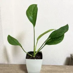 nyfle様 リクエスト 2点 まとめ商品