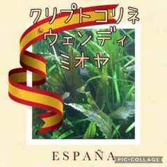 【完全水中葉】( 7 )クリプトコリネ ウェンディ ミオヤ