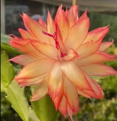 イチゴ様 リクエスト 4点 まとめ商品