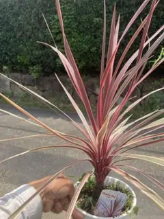コルジリネ チャーリーボーイ 苗木 Cordyline 宅配本州限定関西までのサムネイル