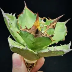 【Goodtaniku】白犀 2026年最新】白犀の人気アイテム - メルカリ