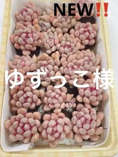 ゆずっこ様 リクエスト 3点 まとめ商品