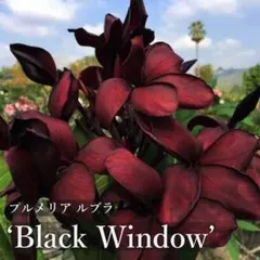 プルメリア 苗/苗木/カット苗/貴重品種 Spicy Orange プルメリア 苗/苗木/カット苗/貴重品種 Spicy Orange