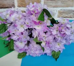 紫陽花 フェアリーマーブル 超特大 丈調整あり 来年用 - メルカリ