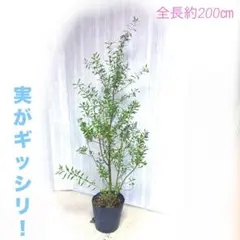 オリーブ シプレッシーノ 145cm❗ 整った樹形 綺麗な葉色 このまま