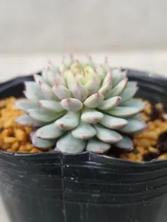 2026年最新】おらいさん苗 ちょこんの人気アイテム - メルカリ