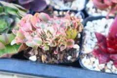 2025年最新】アエオニウム綴化の人気アイテム - メルカリ