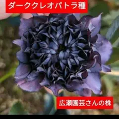 ダックス様 リクエスト 2点 まとめ商品