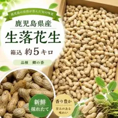 伊江島産】島らっきょうの種球 1.5kg 家庭菜園向け 農家直送 - メルカリ