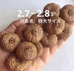 2026年最新】どんぐり 帽子 レッドオークの人気アイテム - メルカリ