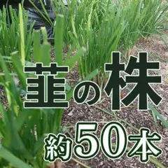 けんさん様 リクエスト 2点 まとめ商品