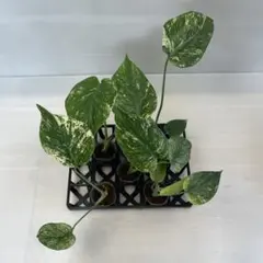 2026年最新】観葉植物の人気アイテム - メルカリ