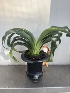 2025年最新】万年青 獅子の人気アイテム - メルカリ