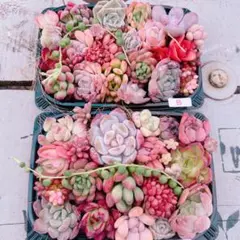 多肉植物 寄せ植えset×2♡B