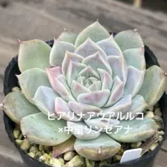 2026年最新】リンゼアナ 中里の人気アイテム - メルカリ