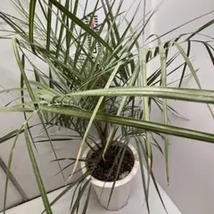 ココスヤシ根巻き＋おまけアガベ子株 yashi-cocos02.jpg