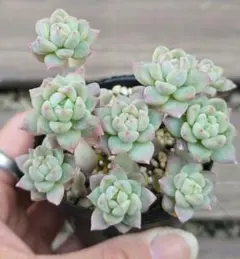 dkf様 リクエスト 2点 まとめ商品