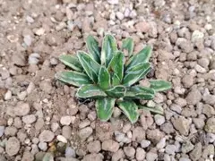 山野草 オオバコ羅紗葉 斑入り - メルカリ