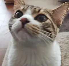 おのり様