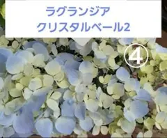 【ラグランジア　クリスタルヴェール２】　紫陽花　苗　④のサムネイル
