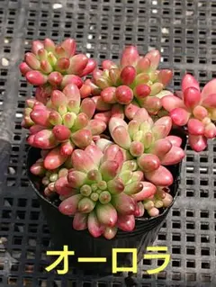 ①4種 ぼのぼのさん チェリーボンボン リンダリンダ 弥生桜 パープル
