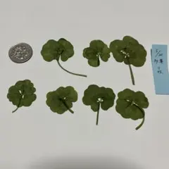2026年最新】四つ葉のクローバー 押し花の人気アイテム - メルカリ
