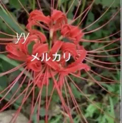 彼岸花球根【30個】 ヒガンバナ 赤色 リコリス 曼珠沙華⑤ - メルカリ