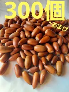 どんぐり　マテバシイ　300個+おまけ