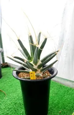 カ〜ジマン様 リクエスト 2点 まとめ商品